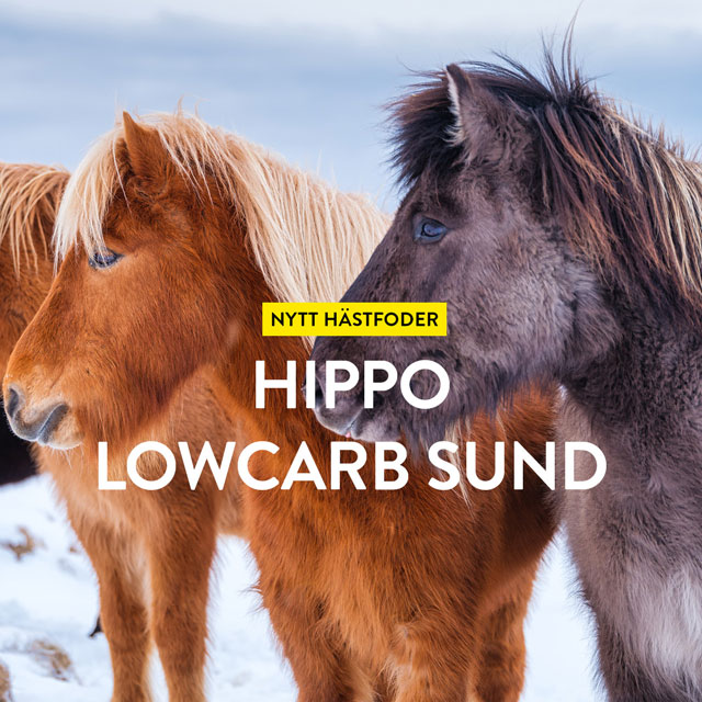 Nytt kraftfoder till häst - HippoLowCarb Sund
